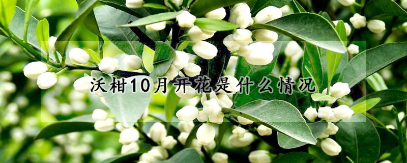 沃柑10月開花是什麼情況