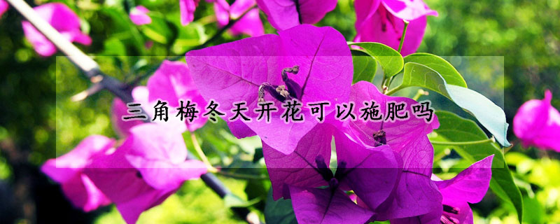 三角梅冬天開花可以施肥嗎