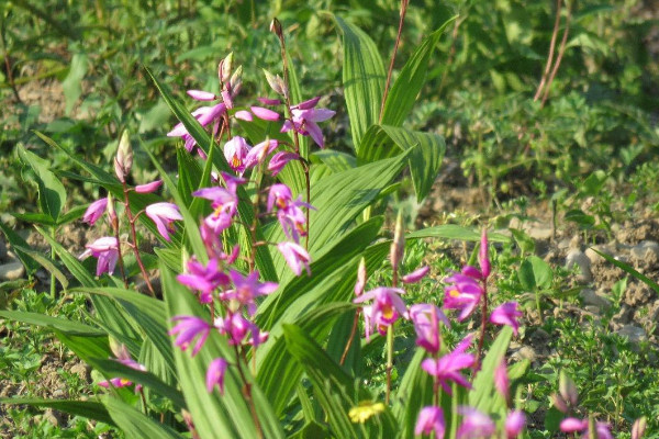 白芨多少錢一斤 2021白芨價格100-300元一斤