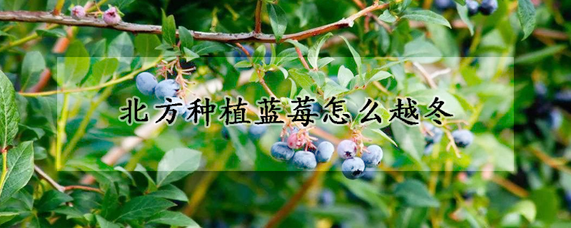 北方種植藍莓怎麼越冬