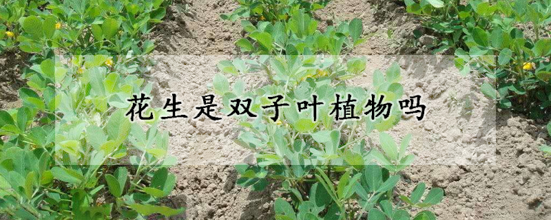 花生是雙子葉植物嗎