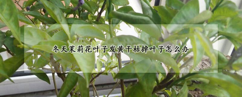 冬天茉莉花葉子發黃幹枯掉葉子怎麼辦