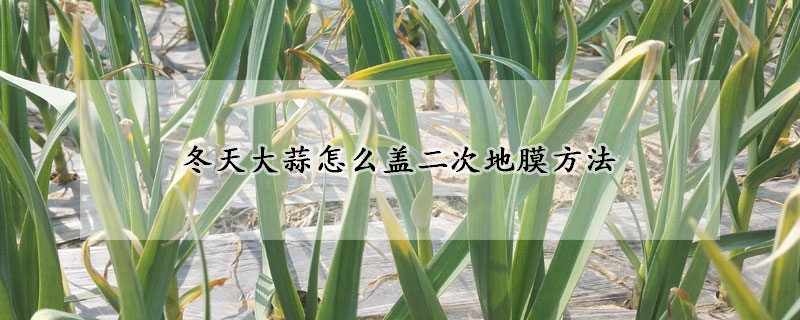 冬天大蒜怎麼蓋二次地膜方法