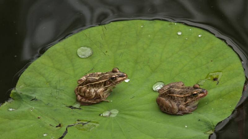 青蛙是怎麼過冬的呢