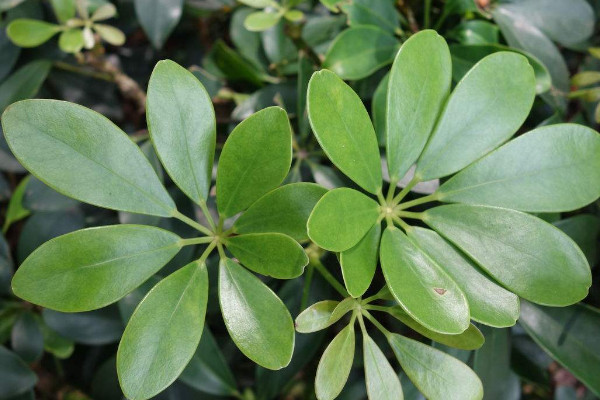 什麼植物吸收甲醛最好 除甲醛植物排行榜