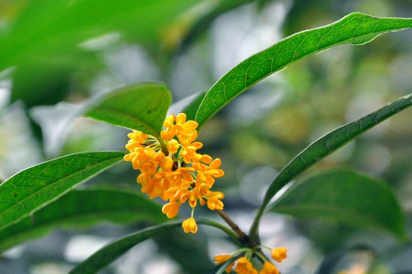 十大最香的花花期最長 花香最長的花排名