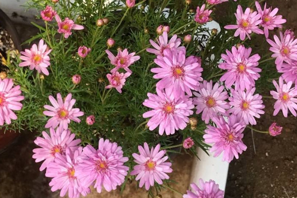 十大最香的花花期最長 花香最長的花排名