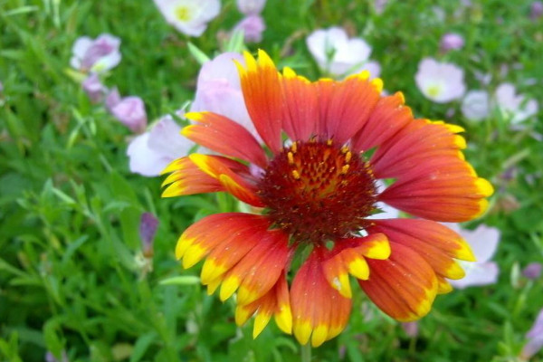 家養菊花的風水 家裏養菊花的好處