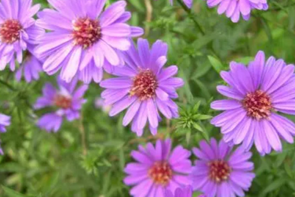 家養菊花的風水 家裏養菊花的好處