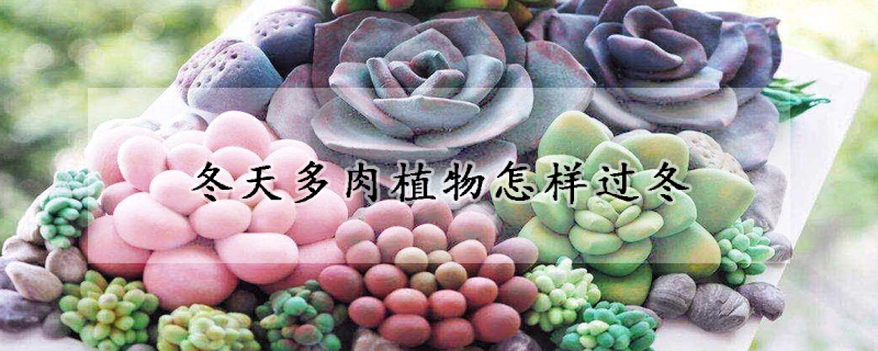 冬天多肉植物怎樣過冬