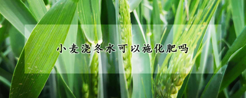 小麥澆冬水可以施化肥嗎