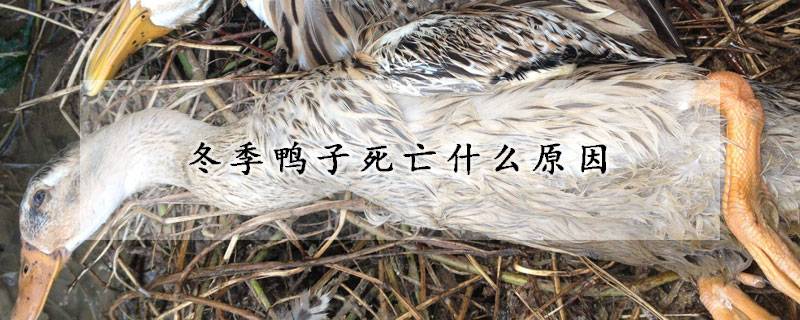 冬季鴨子死亡什麼原因