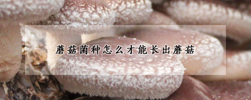 蘑菇菌種怎麼才能長出蘑菇