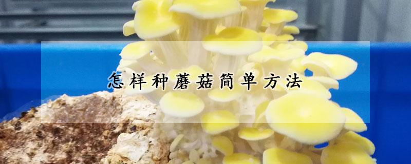 怎樣種蘑菇簡單方法