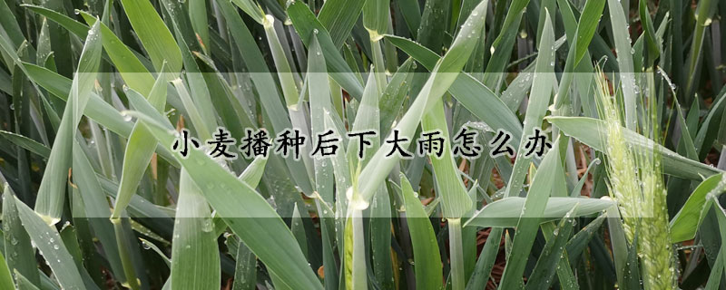 小麥播種後下大雨怎麼辦