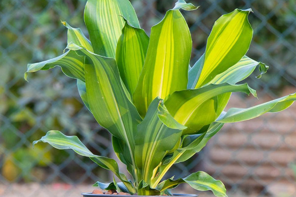 室內放什麼植物最好 室內適合放什麼植物