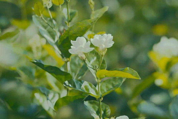 臥室擺放什麼植物最好 最適合放在臥室的植物