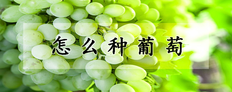 怎麼種葡萄