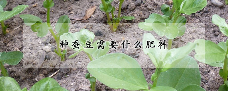 種蠶豆需要什麼肥料