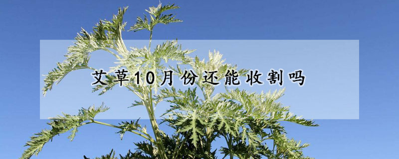 艾草10月份還能收割嗎