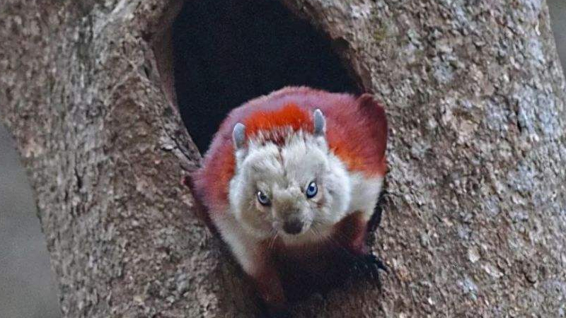 寒號鳥是種什麼動物