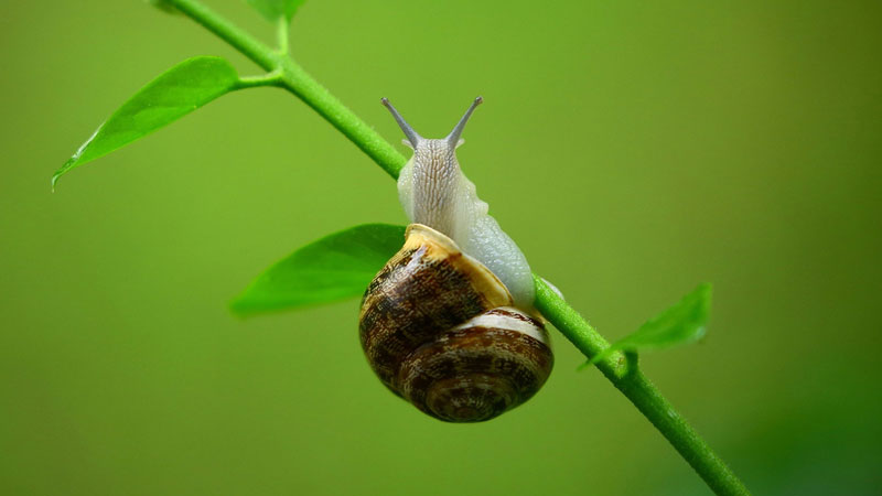 什麼動物會夏眠