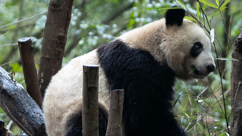 大熊貓是哺乳動物嗎