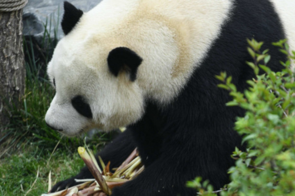 什麼是哺乳動物