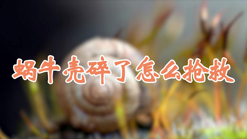 蝸牛殼碎了怎麼搶救