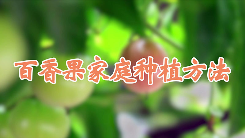 百香果家庭種植方法