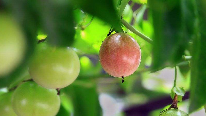 百香果家庭種植方法