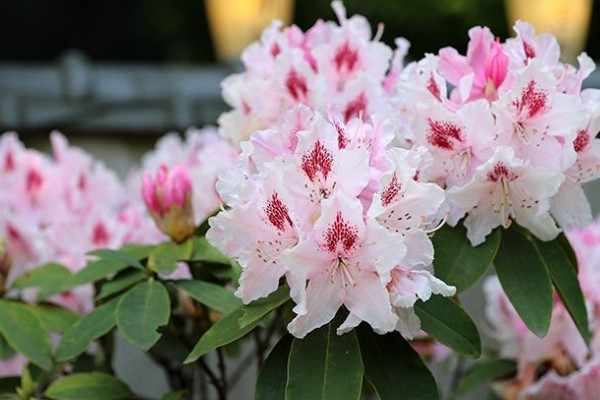 家裏種杜鵑花吉利嗎 家裏麵養杜鵑花好不好