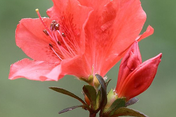 家裏種杜鵑花吉利嗎 家裏麵養杜鵑花好不好