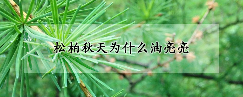 鬆柏秋天為什麼油亮亮