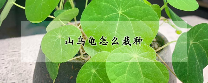 山烏龜怎麼栽種