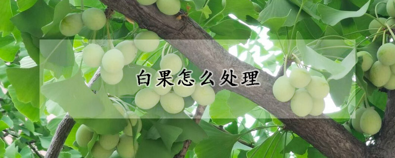 白果怎麼處理