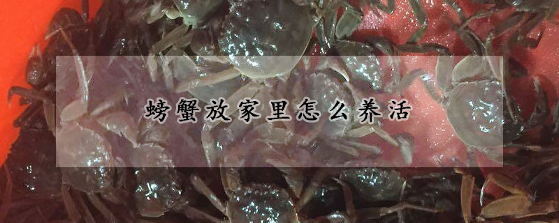 螃蟹放家裏怎麼養活