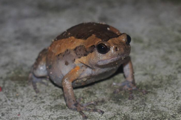 蛙是什麼動物