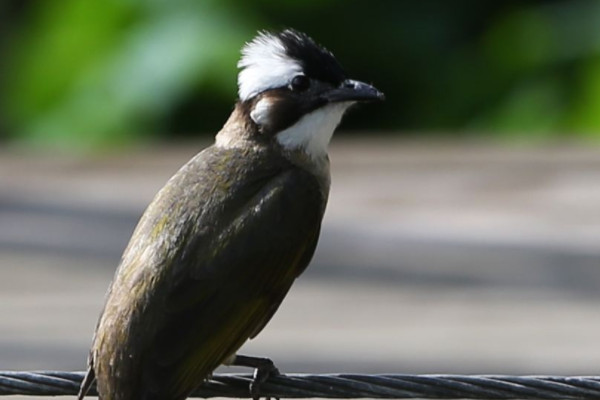 鳥是動物嗎