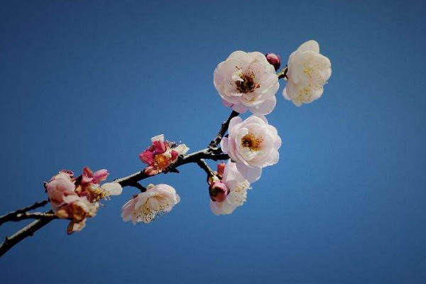 家裏養梅花不吉利 家裏養梅花真的不吉利嗎