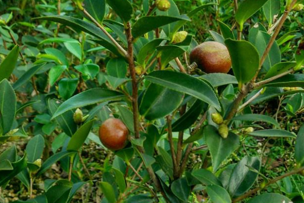 油茶樹苗價格 2022油菜苗價格6-8元一棵