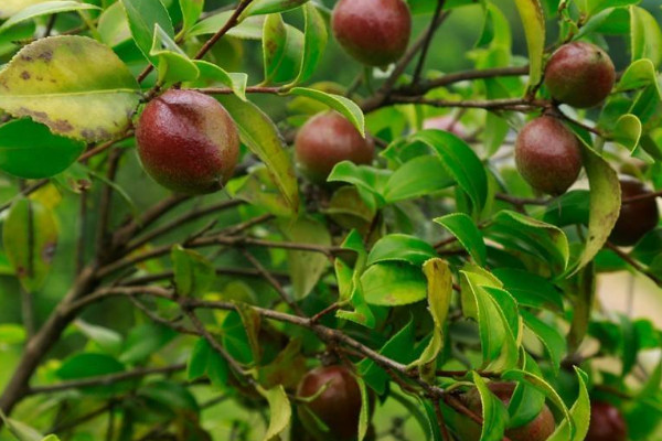 油茶樹苗價格 2022油菜苗價格6-8元一棵