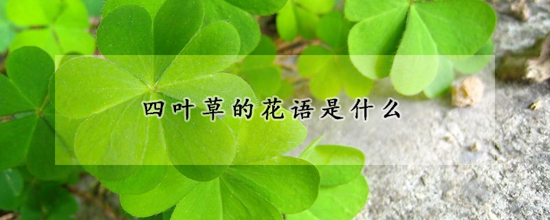 四葉草的花語是什麼