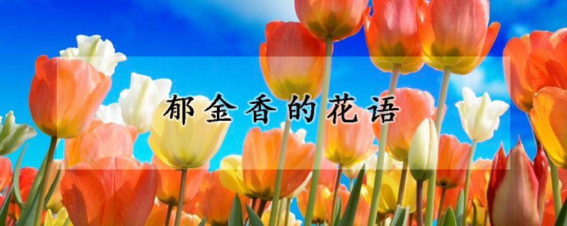 鬱金香的花語