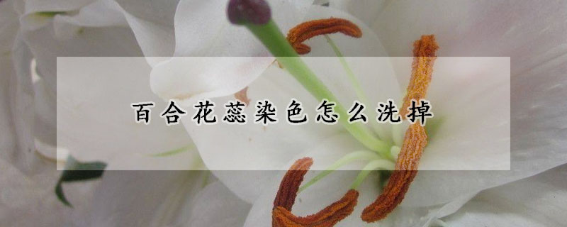 百合花蕊染色怎麼洗掉