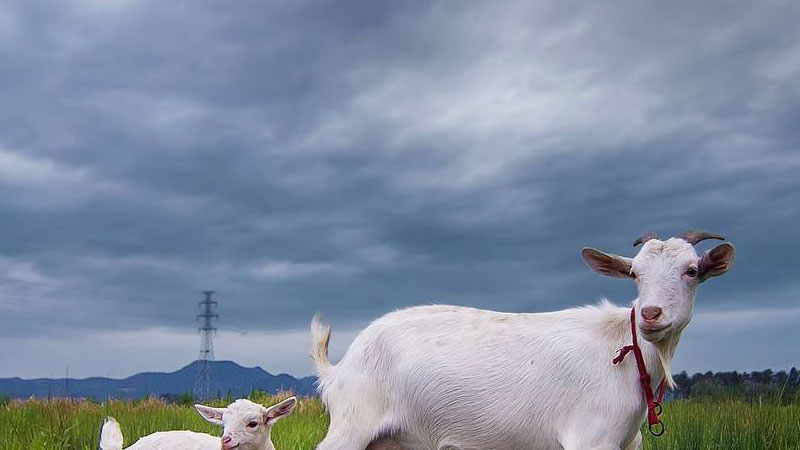 什麼動物的瞳孔是長方形