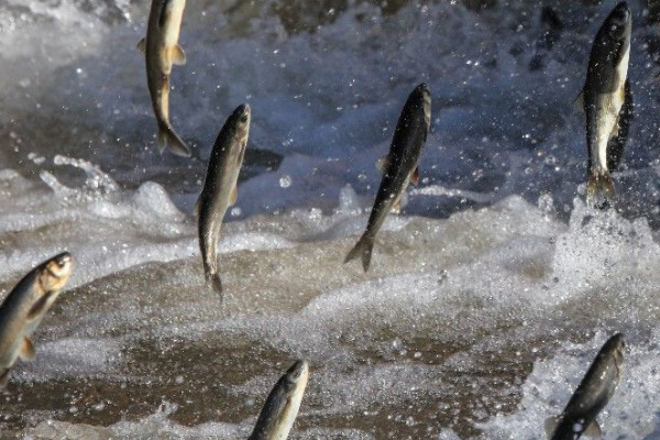 鯔魚是淡水魚還是海魚