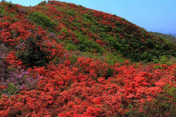 養杜鵑花不吉利 養杜鵑花好不好