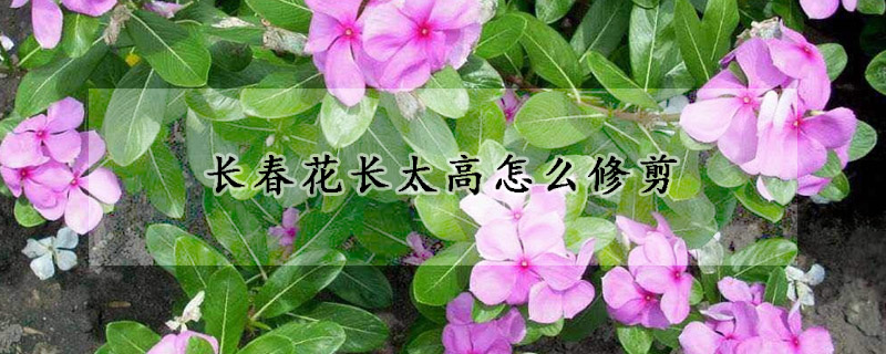 長春花長太高怎麼修剪