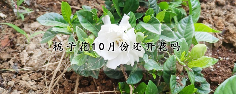 梔子花10月份還開花嗎